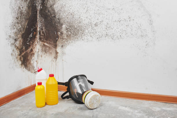Best Commercial Mold Remediation in Garrison, TX