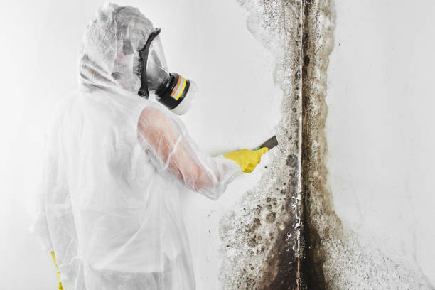 Best Mold Remediation for Specific Building Types in Garrison, TX