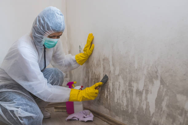 Best White Mold Remediation in Garrison, TX