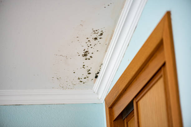 Reliable Garrison, TX Mold Remediation Solutions