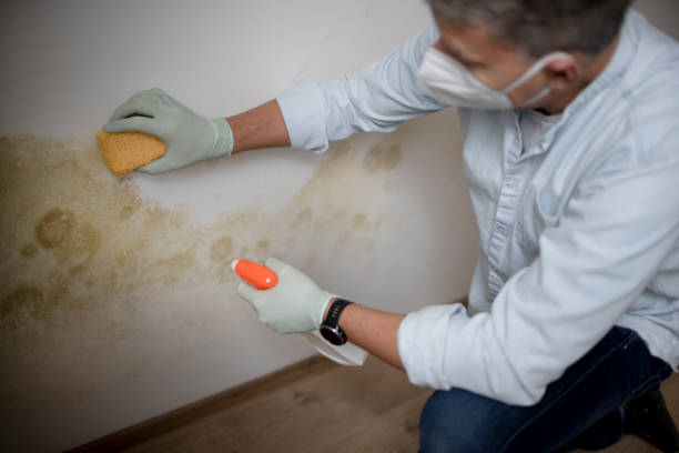 Best Health and Safety Mold Remediation in Garrison, TX