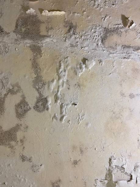 Best Bathroom Mold Remediation in Garrison, TX