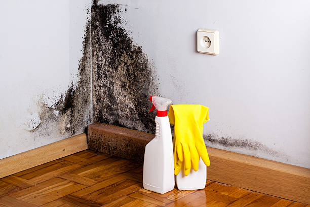 Best DIY Mold Remediation Support Services in Garrison, TX