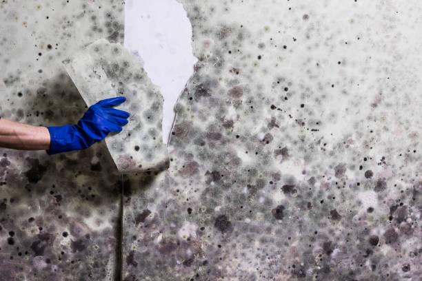 Best Mold Remediation for Specific Building Types in Garrison, TX