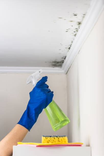 Best Mold Remediation for Schools in Garrison, TX